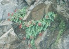 Ourisia alpina